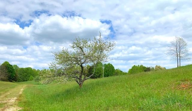 photo of tree on a hill