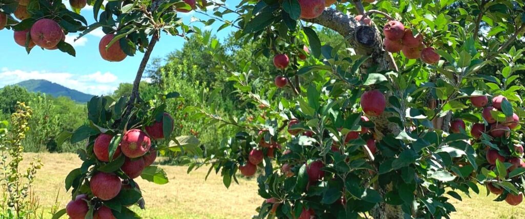 photo of apples